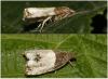 Notocelia roborana